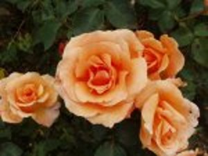 SPECIAL OCCASION (hybrid tea)